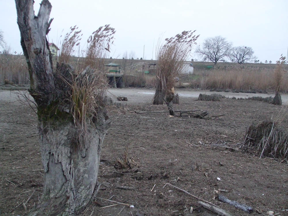 TANCABESTI SECAT - DSCF3458.jpg